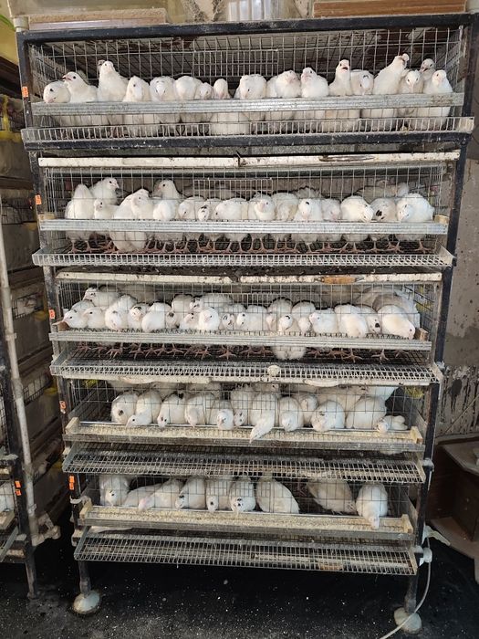 Клетка для перепелов б/у