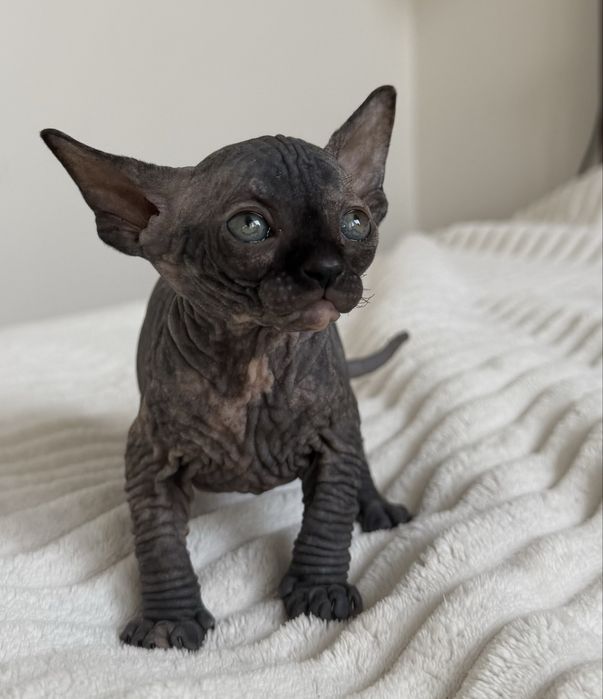 Koteczka rodowod WCF