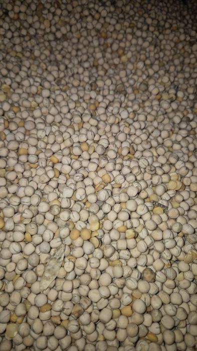 Groch paszowy zbiór 2025