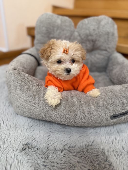 Бебі фейс мальтіпушки