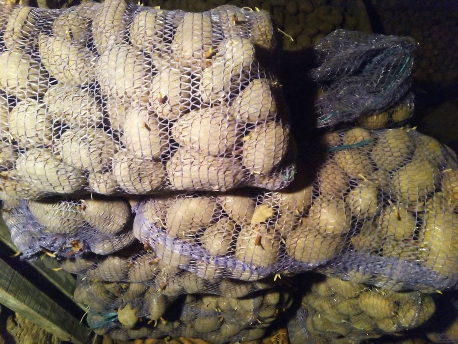 Картопля велика домашня.