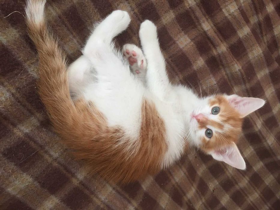 4 miesięczny kotek Ginger do oddania