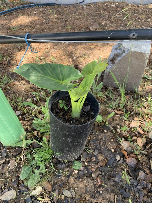 Alocasia orelha de elefante