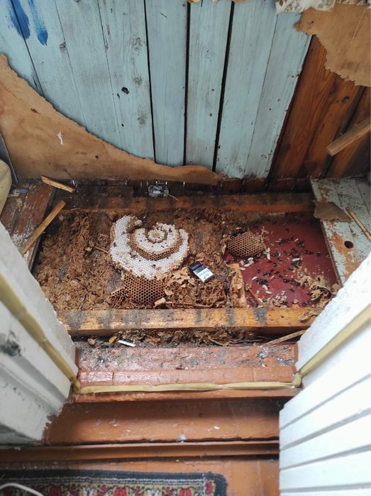 Дезинфекция Дезинсекция Дератизация