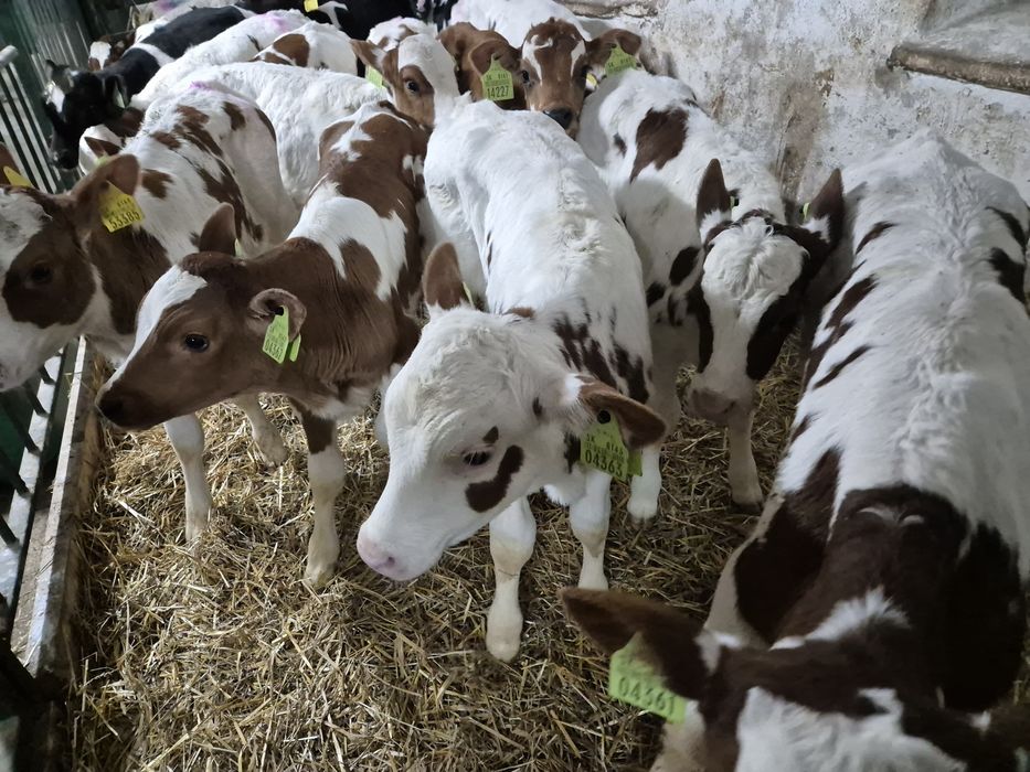 Kowal i okolice byczki miesne i jaloszki cieleta