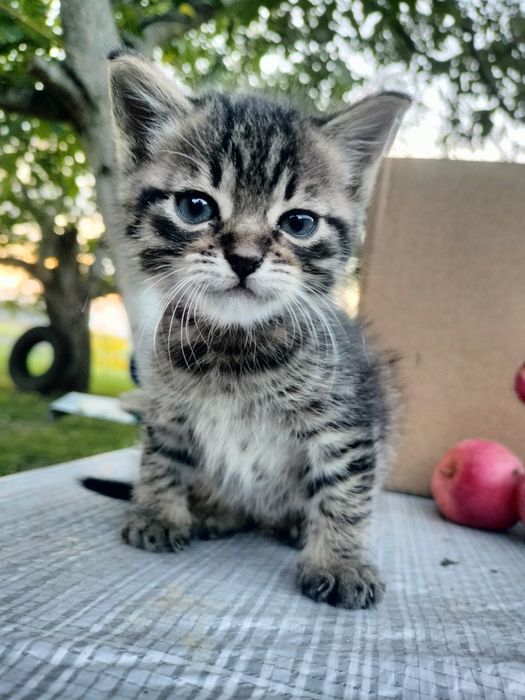 Котик вихований 1,5