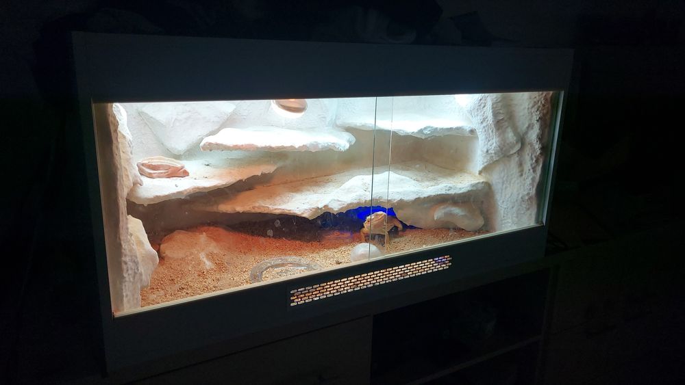 Agama kompletne terarium