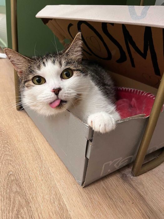 Wisienka przeżyła horror. Teraz szuka domu.