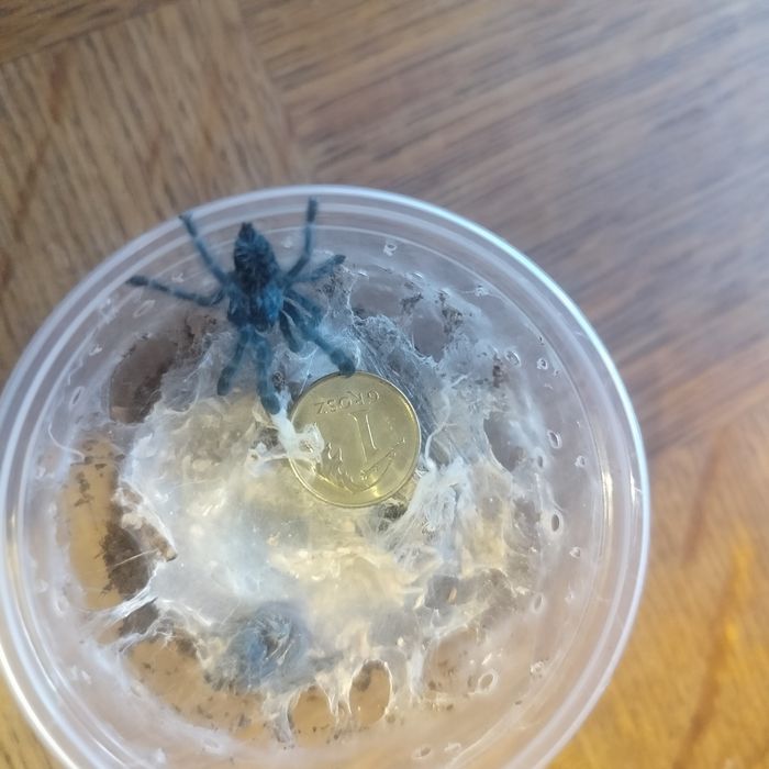 C. versicolor sprzedam