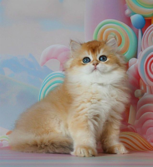 Це дитя мрія кожного, подаруйте собі щастя!