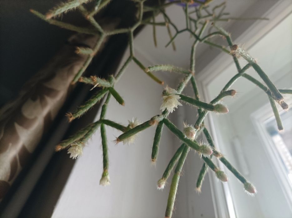 Рипсалис рипсалидопсис опушенноплодный