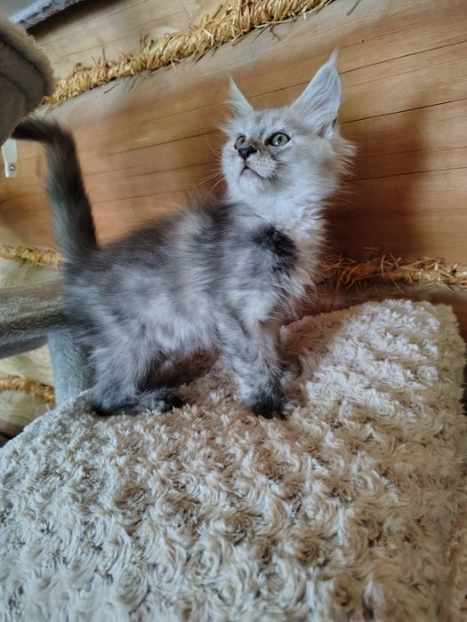 Maine coon, olbrzymi kot, kocur