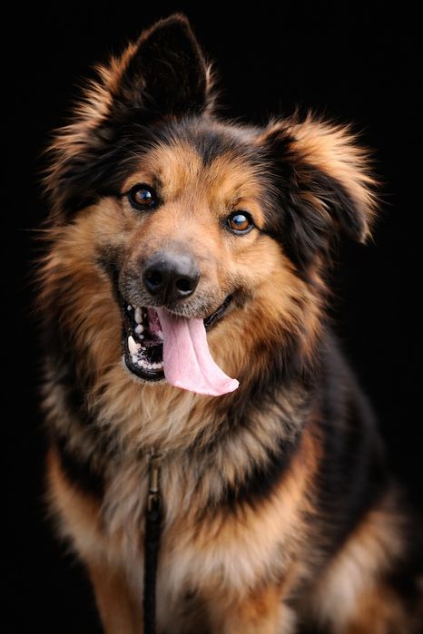 Gucio owczarek niemiecki border collie szuka domu!