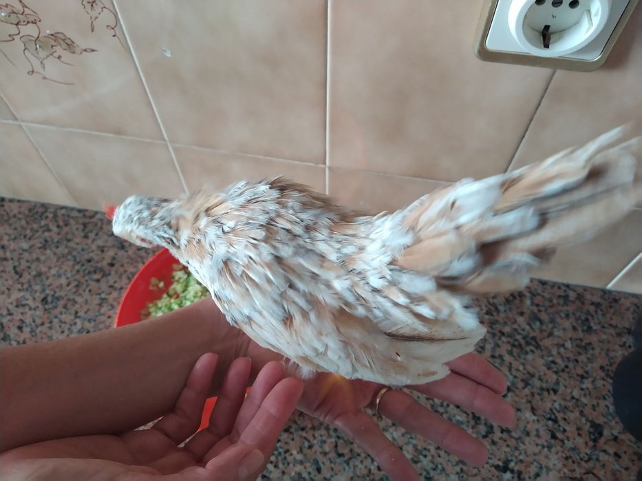 Galo serama  galinhas pintainhos casa quarto apartamento vivenda escritório gabinete carro cozinha.