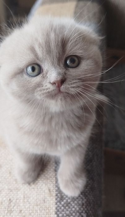 Клубочки щастя...