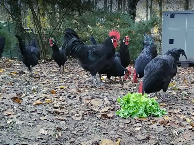Інкубаційне яйце. Курчата, Барбезье.