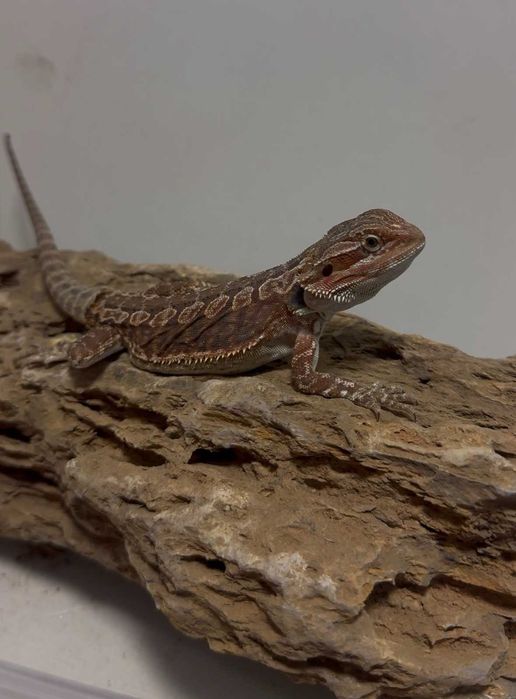 agama brodata GRUBY KOCUR sklep zoologiczny rzeszów