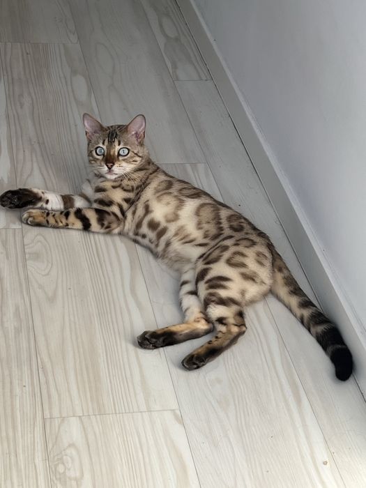 Śnieżna kotka bengalska FPL