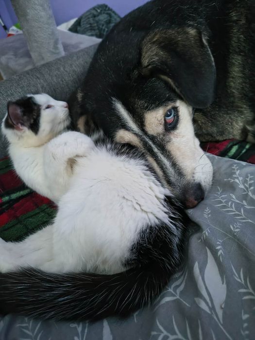 Cudna koteczka - oddam w dobre ręce