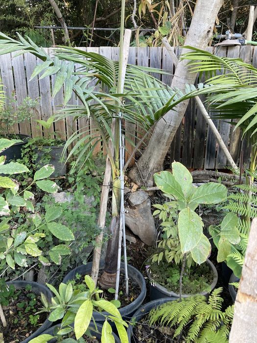 Palmeira real australiana para jardins tropicais