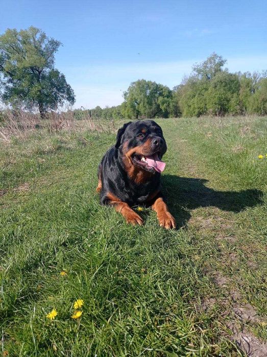 Ротвейлер собака