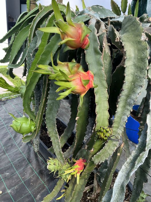 Mudas de pitaya com raiz de varias variedades