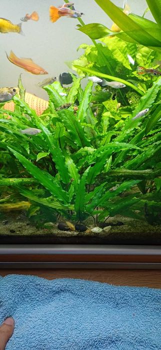 Vallisneria Gigantea e Cryptocoryne Wendtii, Foxtail - Plantas aquário