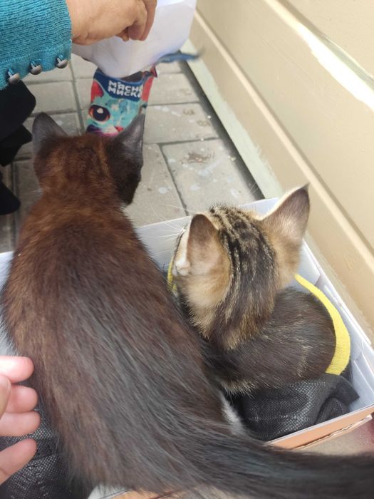 Кошенята у добрі руки