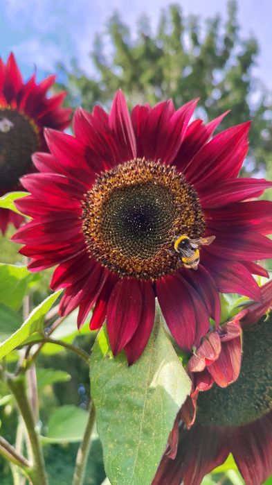 Słonecznik ozdobny nasiona