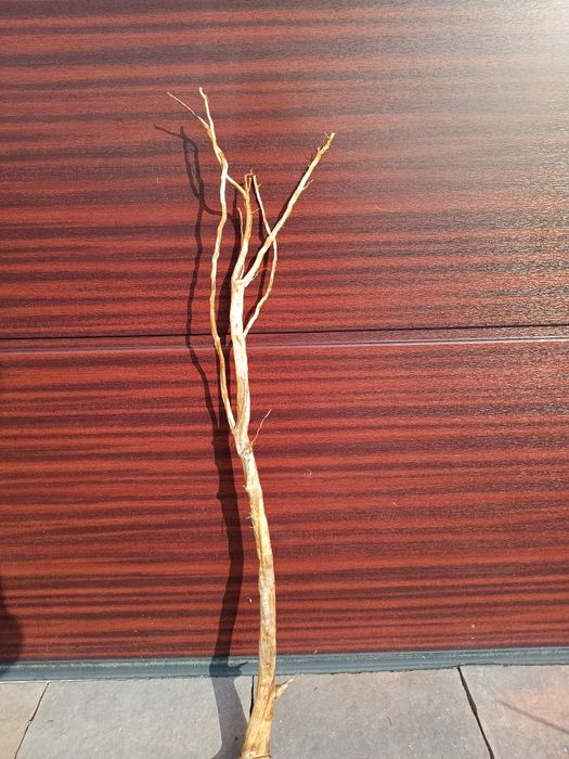 Prosty, długi naturalny korzeń do akwarium