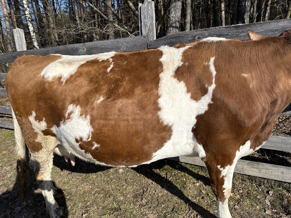 Продам корову 7 років