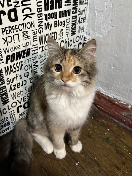 Отдам кошку в добрые руки