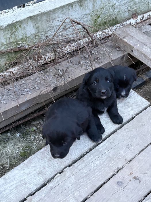 Віддамо цуценят собачок в добрі руки