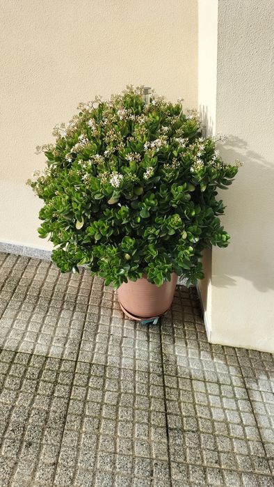 Planta de Jade em vaso