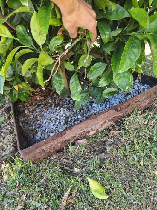 Bordadura Arvores em ferro