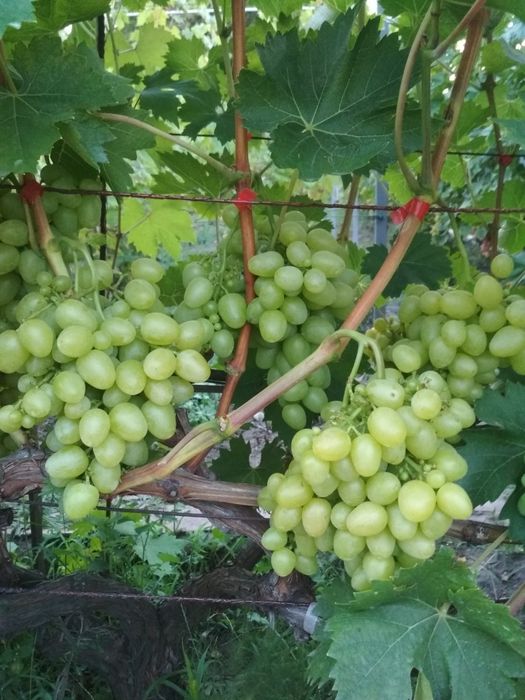 Саджанці винограду