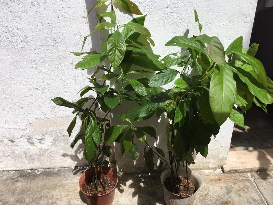 Árvore Abacate/ Abacateiro