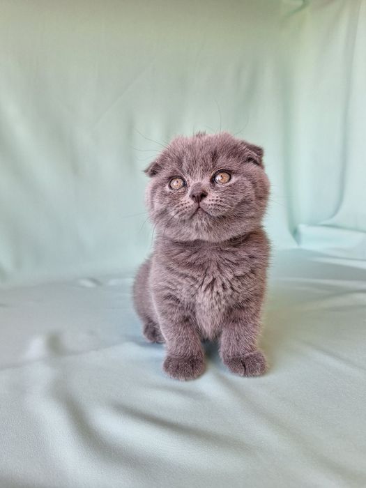 Шотландский хлопчик.