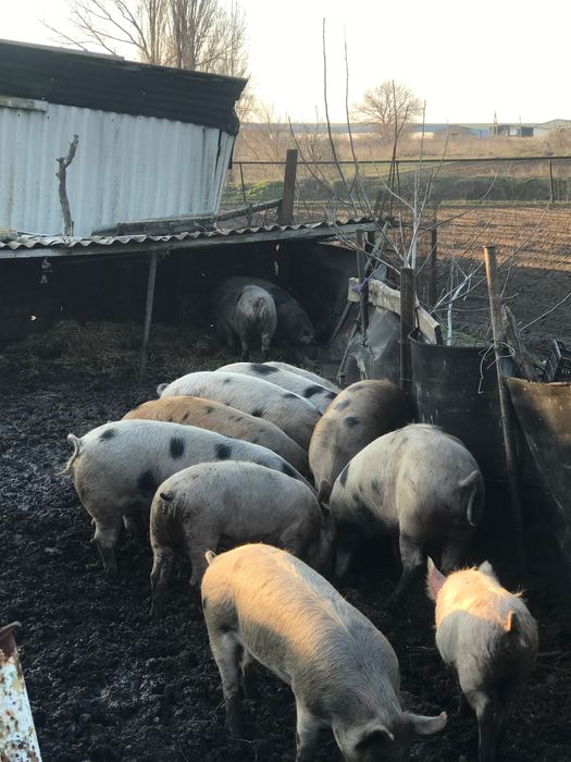 Продам м’ясних свиней жива вага