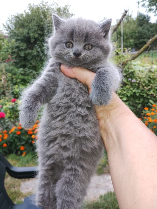 Кошенята Британці короткошерсті