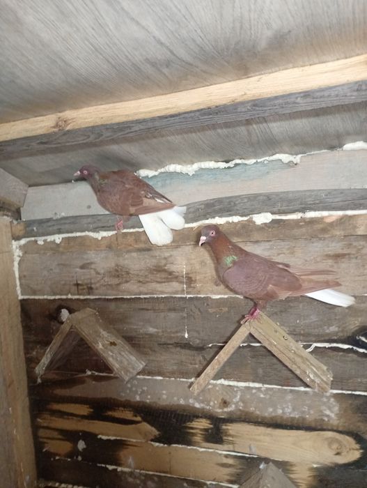 Wyszwańce gołembie