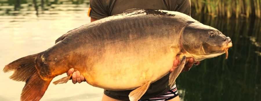KARP na sprzedaż –od 1 do 2.5 kg