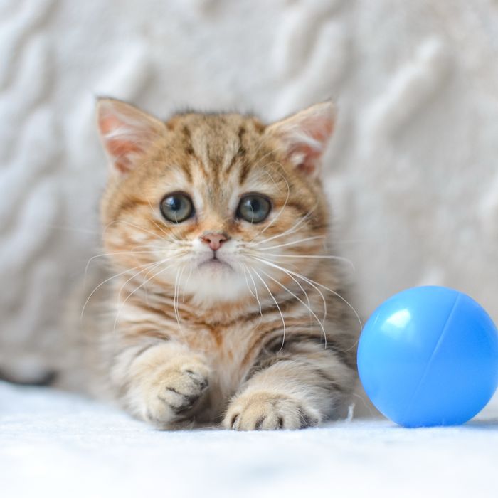 Київ. Милий котик манчкін