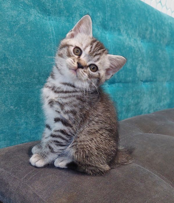 Кошеня Шотландське Скотіш страйт