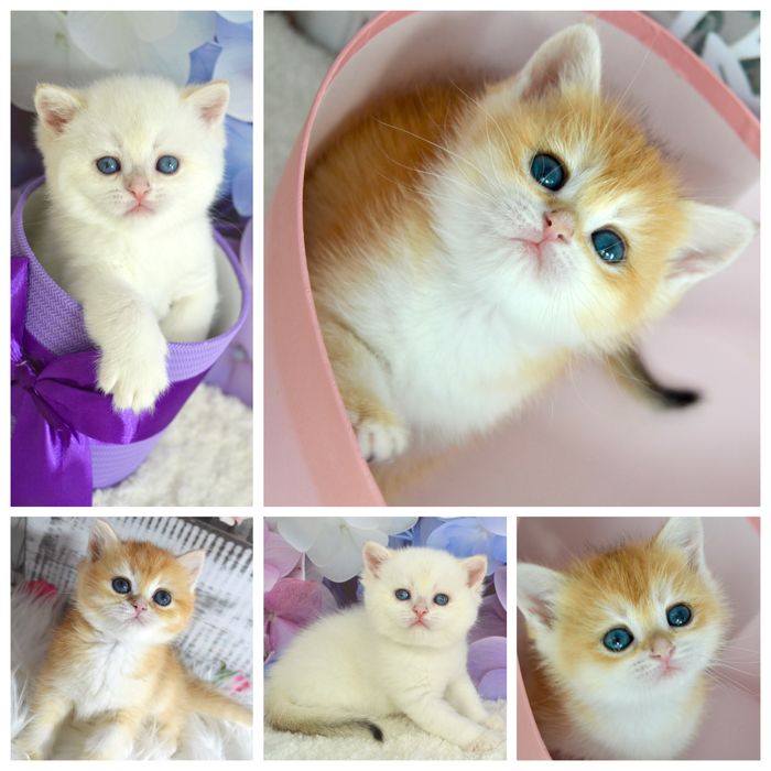 Британская золотая шиншилла /британська золота шиншила