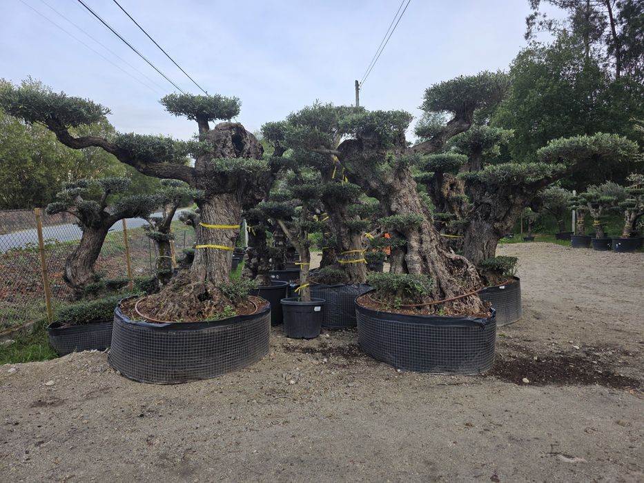 Oliveiras bonsai xl