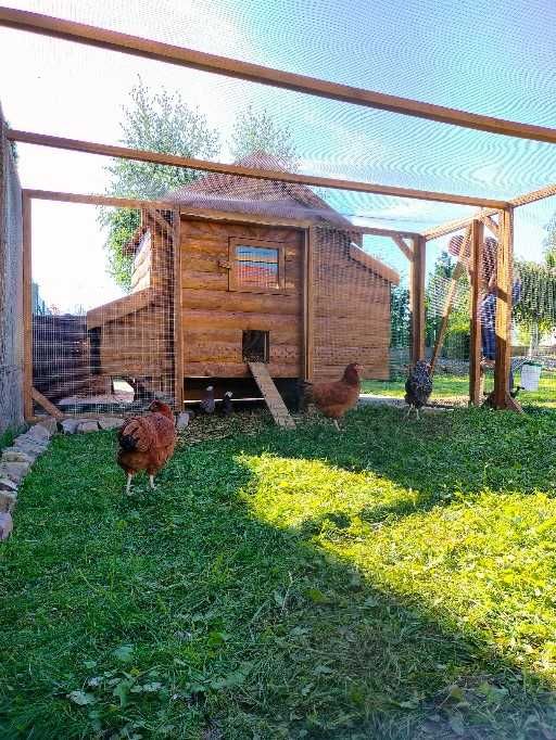 Kurnik xl dla 6-14 kur, kaczek, gęsi deska sosna ocieplony, całoroczny