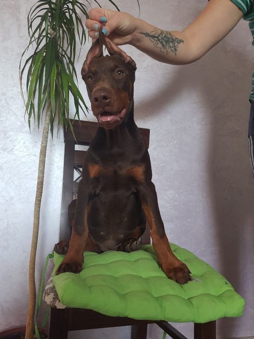 Шикарные мальчишки и днвчёнки добермана КСУ-FCI