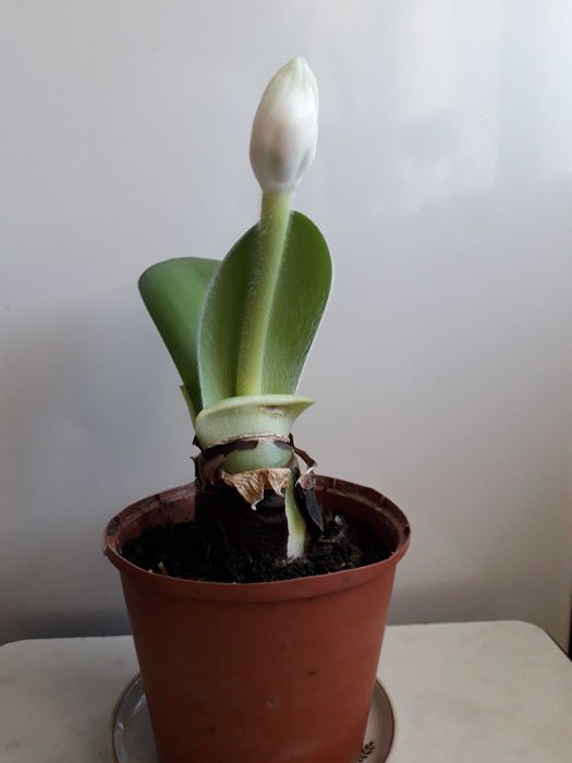 Гемантус білоквітковий (Haemanthus albiflos) ЦВІТЕ.
