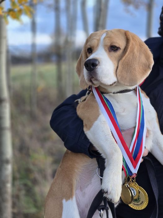 Suczka Beagle z rodowodem ZKwP FCI ,Po  Championach   .DNA .